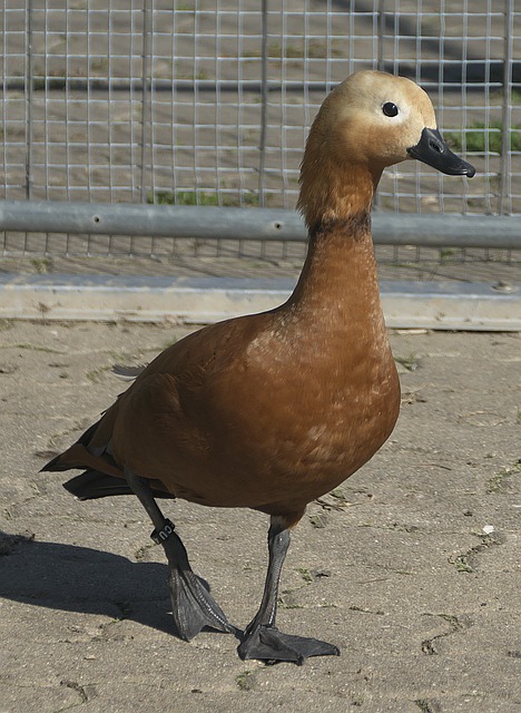 联赛提供了
