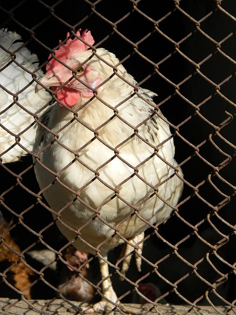 仅弘扬了山 仅弘扬了山